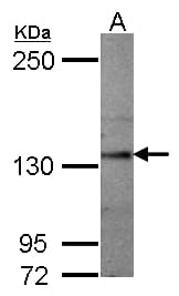 SEMA5A / Semaphorin 5A Antibody