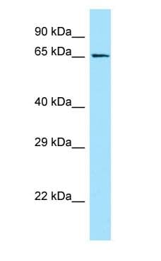 Polyclonal Rabbit anti-Human GPR50 Antibody (aa323-372, WB)