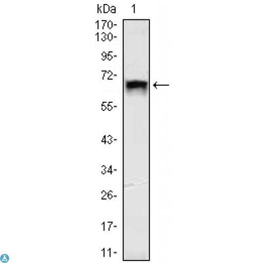 Monoclonal Mouse anti-Human TBL1X / TBL1 Antibody (WB)