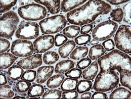 NDUFB9 Antibody (clone OTI3A1)