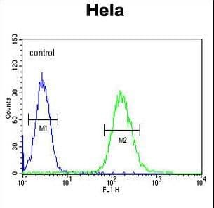 Polyclonal Rabbit anti-Human CLTC / Clathrin Heavy Chain Antibody (aa1019-1048, IHC, WB)