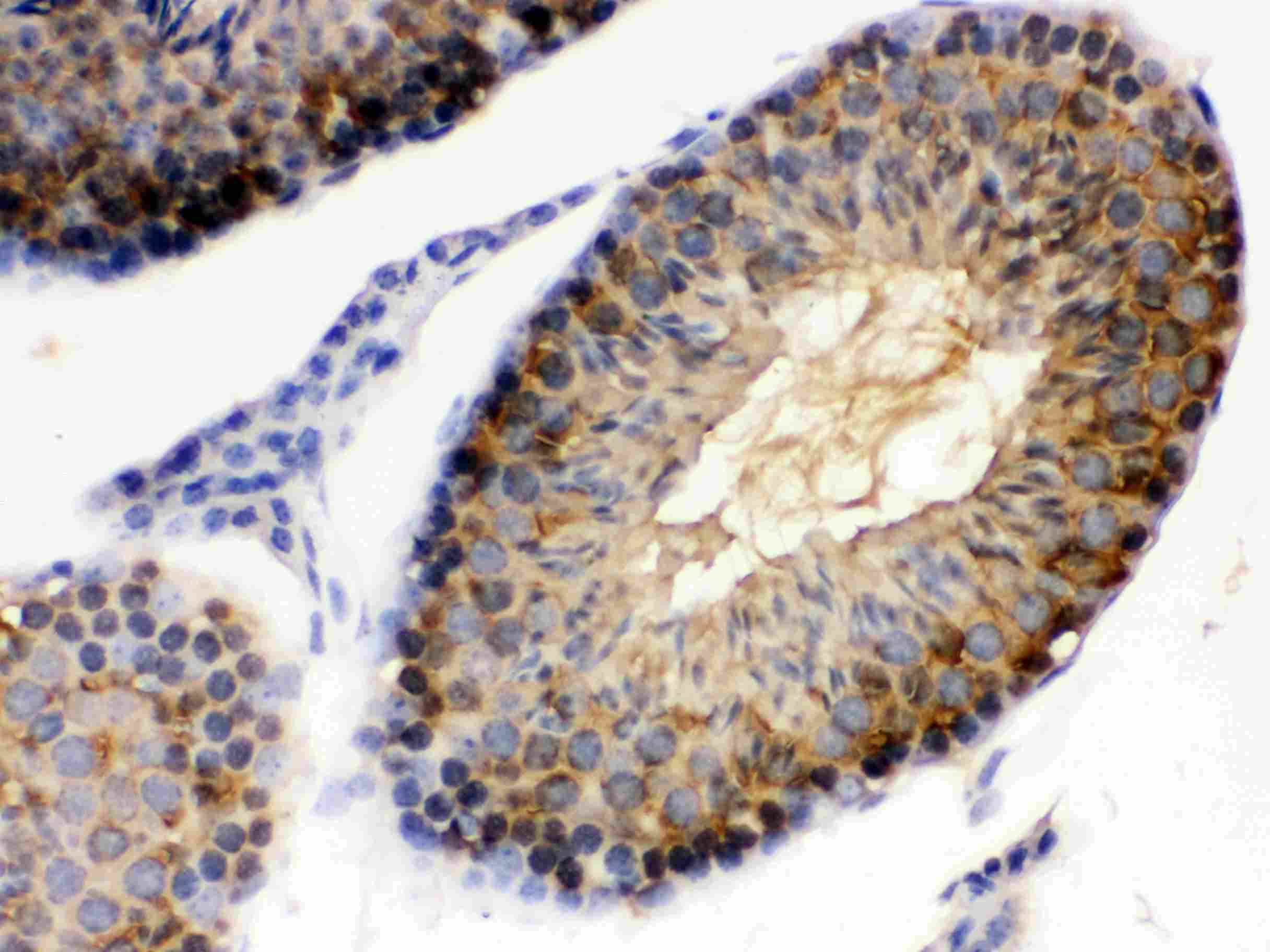 HSP90AA1 / Hsp90 Alpha A1 Antibody (aa454-488)
