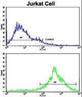 KLRC1 / NKG2A / CD159a Antibody (aa180-206)
