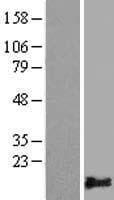 PLAC9 Protein (Over-Expression Lysate Myc-DDK (Flag))