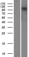 MKL2 Protein (Over-Expression Lysate Myc-DDK (Flag))