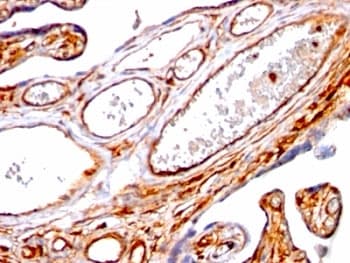 MSN / Moesin Antibody (clone SPM562, Azide-free, BSA-free)