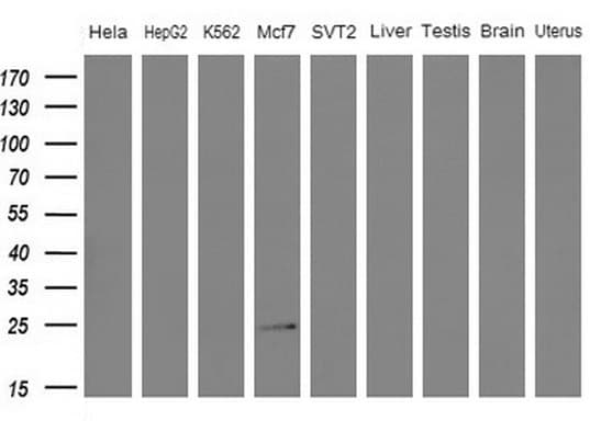 WIBG Antibody (clone OTI8D7)