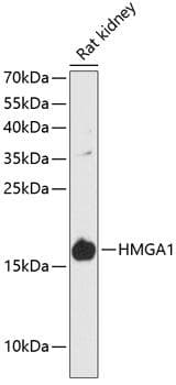 HMGIY / HMGA1 Antibody