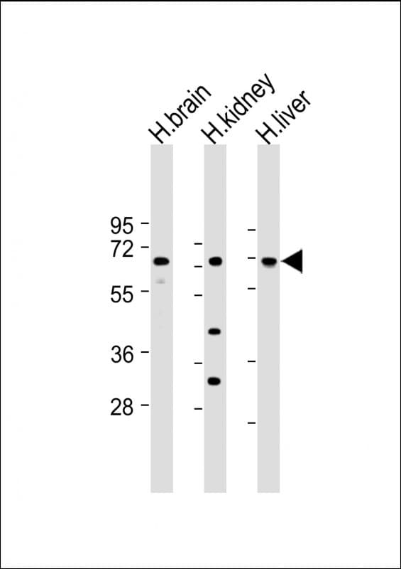 SLC7A8 / LAT2 Antibody (C-Terminus)