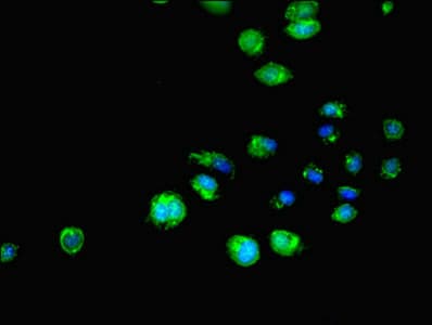 SH3GLB1 / Bif / Endophilin B1 Antibody