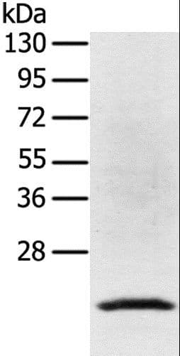 TP53I11 / PIG11 Antibody