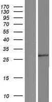MEMO1 Protein (Over-Expression Lysate Myc-DDK (Flag))