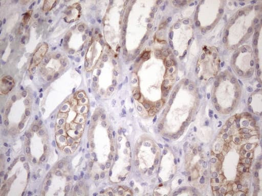 AMTN Antibody (clone OTI1C11)