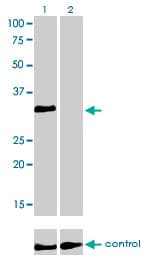 HOXC4 Antibody (clone 1E9)