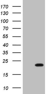 HMGB4 Antibody (clone OTI5G3)