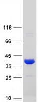 Human PGP Protein (Recombinant Myc-DDK (Flag))