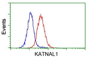 KATNAL1 Antibody (clone OTI6A4)