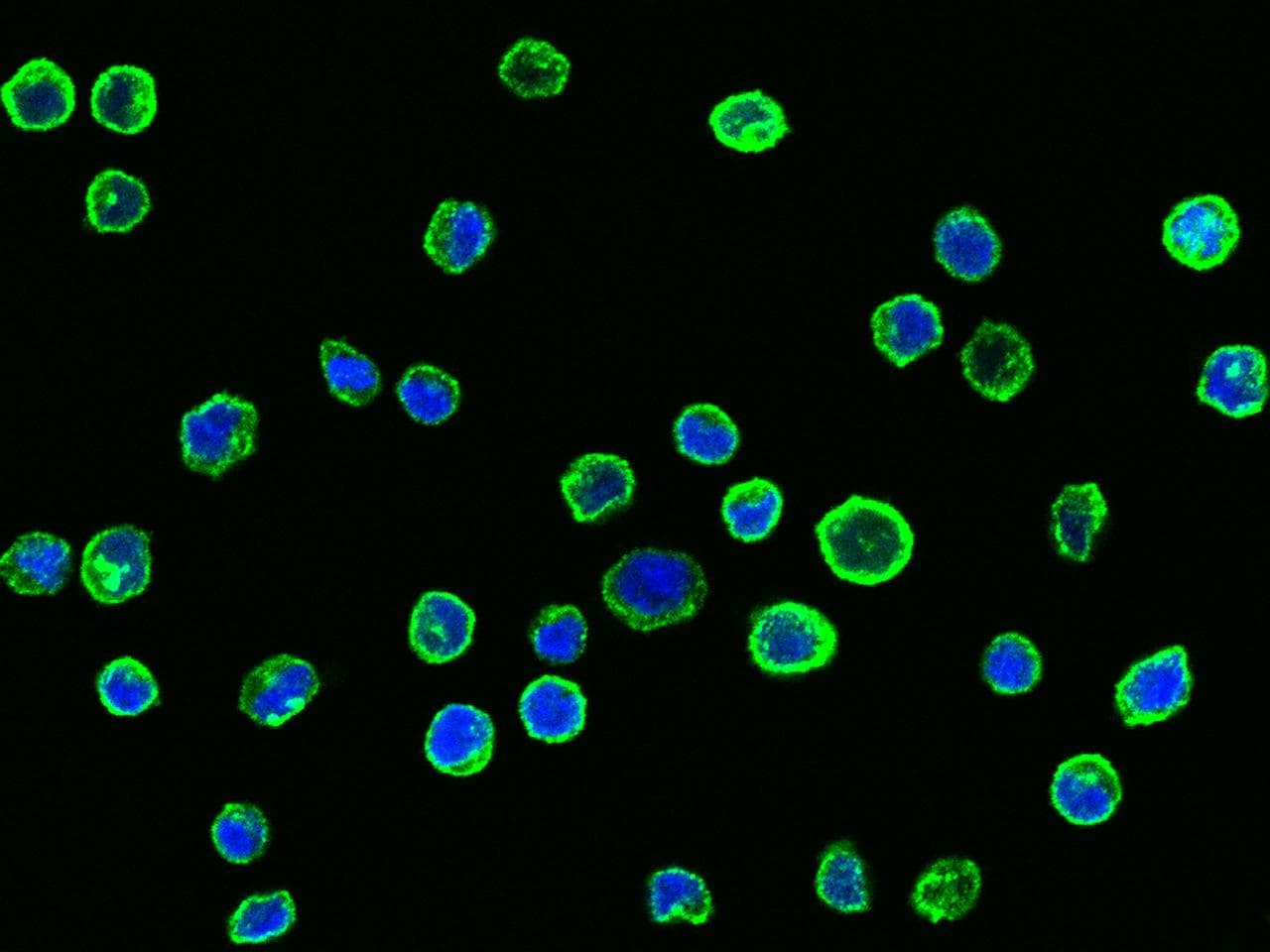 CD58 Antibody (Preservative Free)