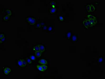 Polyclonal Rabbit anti-Human CORO1C Antibody (IF, WB)