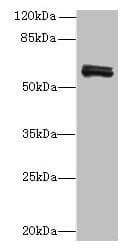 FAM222B Antibody