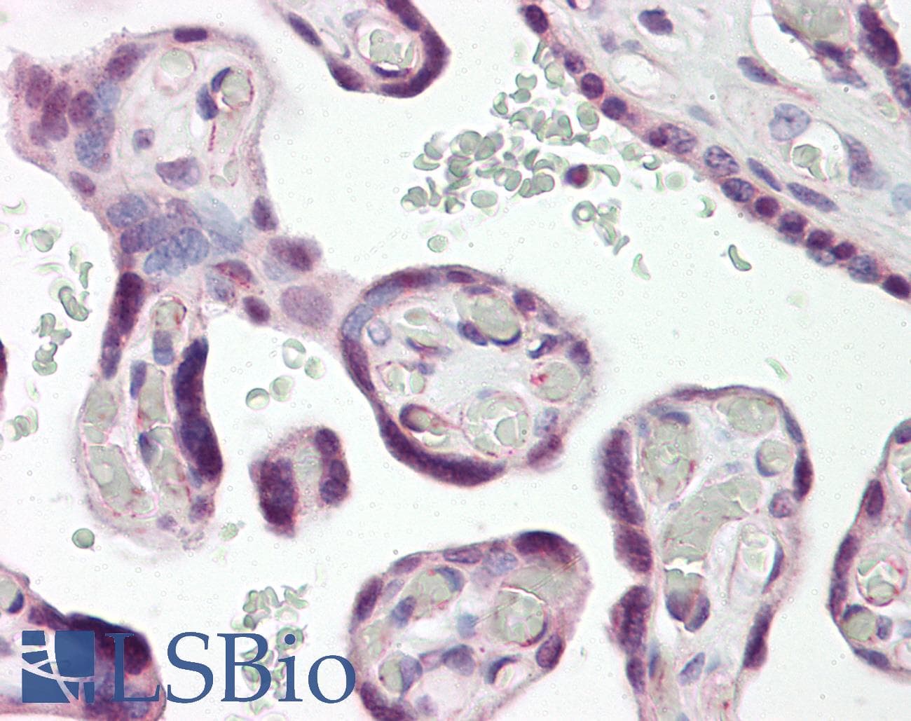 DLX3 Antibody (N-Terminus)