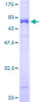 Human TSSK1B Protein (Recombinant GST)