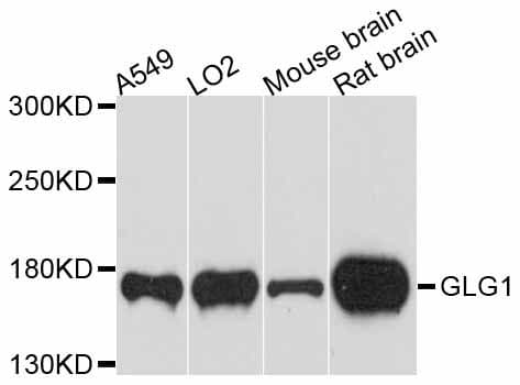 GLG1 / MG160 Antibody