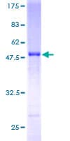 Human SNX10 Protein (Recombinant GST)