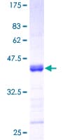 Human TNFSF13 / APRIL Protein (Recombinant GST)