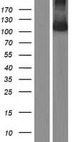 UNC5H3 / UNC5C Protein (Over-Expression Lysate Myc-DDK (Flag))