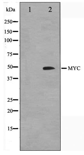 MYC / c-Myc Antibody