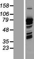 PRC1 Protein (Over-Expression Lysate Myc-DDK (Flag))