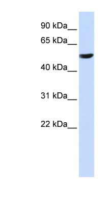 CYB561 Antibody (C-Terminus)