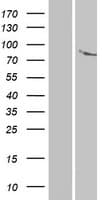 ANKK1 Protein (Over-Expression Lysate Myc-DDK (Flag))