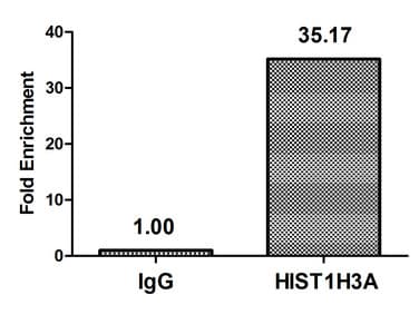 HIST1H3A Antibody