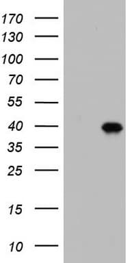 BOULE / BOLL Antibody (clone OTI5A2)