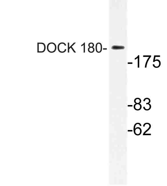DOCK180 / DOCK1 Antibody (Lys1692)