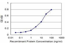Monoclonal Mouse anti-Human MPHOSPH6 Antibody (clone 3G8-2F5, WB)