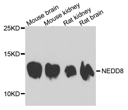 NEDD8 Antibody