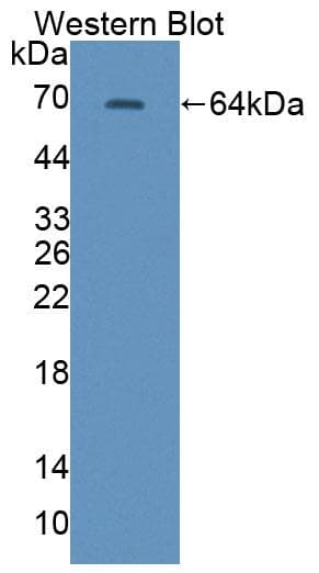 CABIN1 Antibody