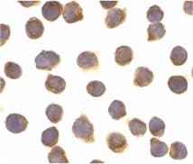 CFLAR / FLIP Antibody
