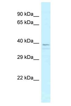 OR13C5 Antibody (aa46-95)