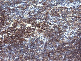 CD19 Antibody (clone OTI3B10, Carrier-free)