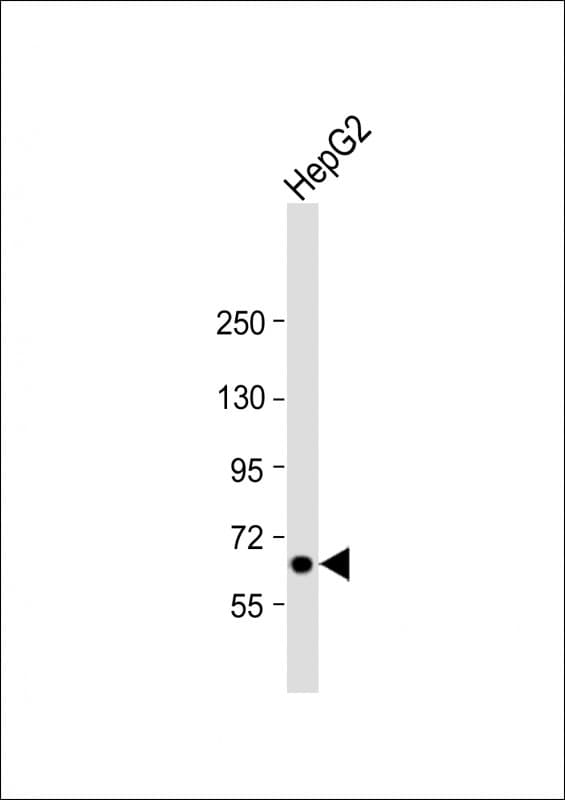 LSR / LISCH7 Antibody (N-Terminus)