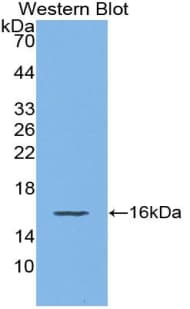 CXCL9 / MIG Antibody (aa22-126)