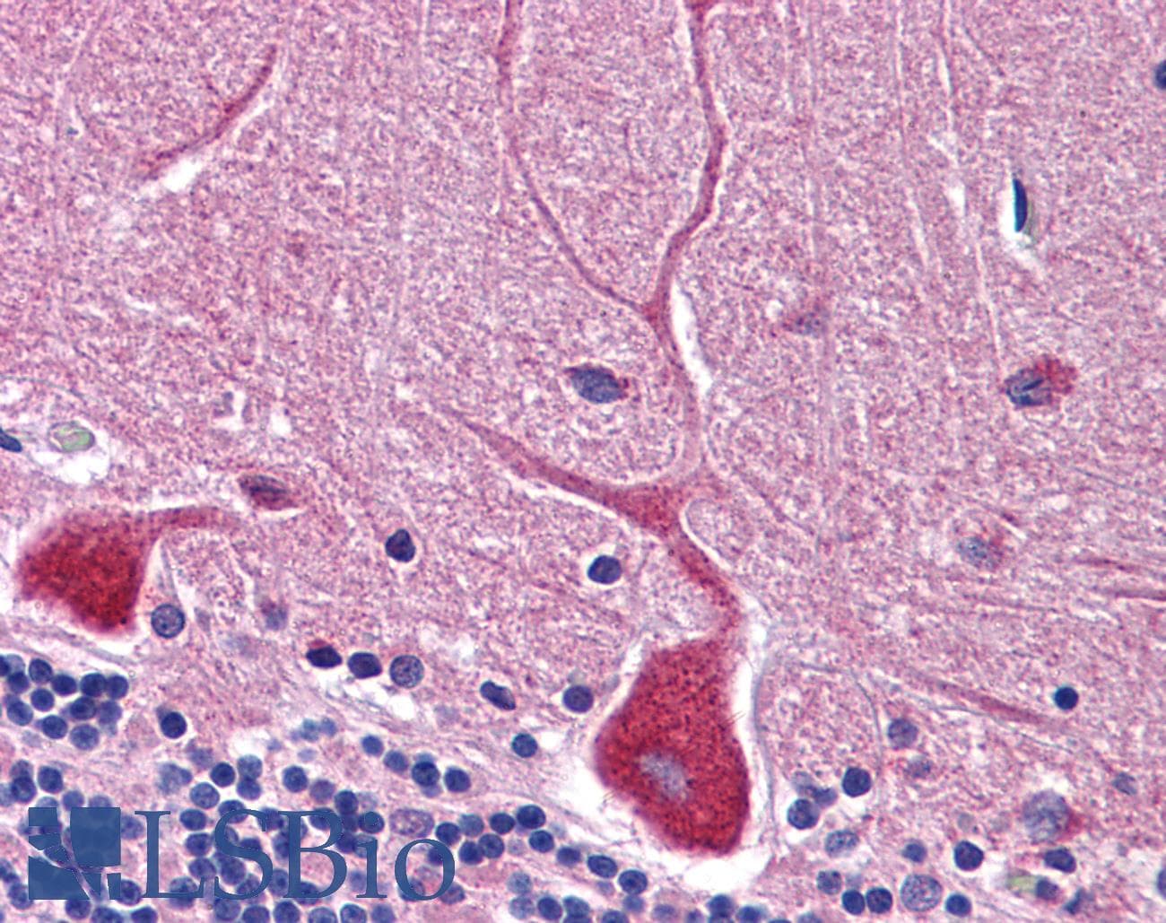 IHC-plus™ RWDD3 Antibody