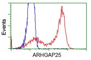 ARHGAP25 Antibody (clone OTI11D3)