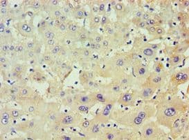 POLR1D Antibody (aa1-133)