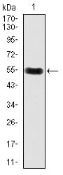 DKK3 Antibody (clone 8A5C6)
