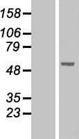 Human PNLIPRP1 Protein (Over-Expression Lysate Myc-DDK (Flag))